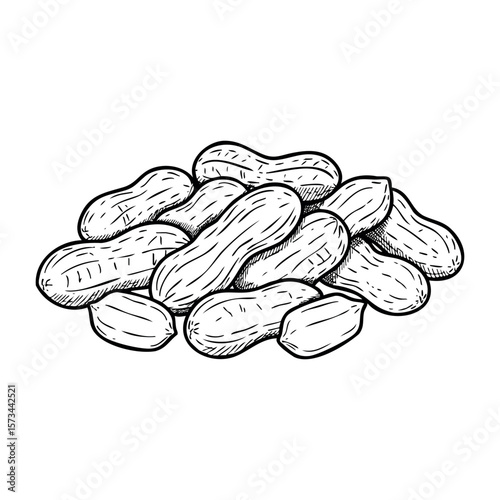 Hand-drawn illustration of peanuts in shell. Vector hand-drawn doodle illustration