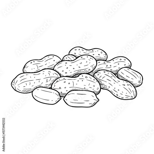 Hand-drawn illustration of peanuts in shells highlighting texture and detail. Vector hand-drawn doodle illustration