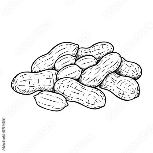 Hand-drawn sketch of peanuts in their shells. Vector hand-drawn doodle illustration
