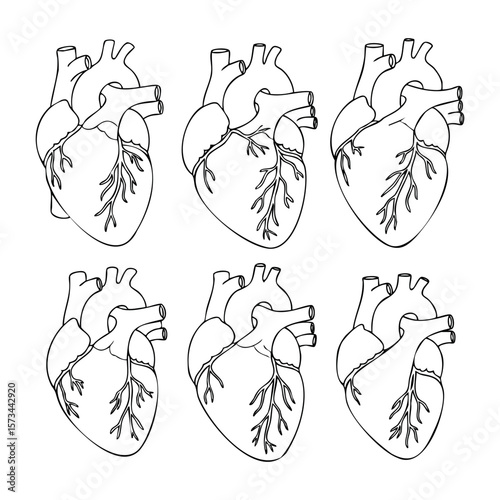 Set of six anatomical heart illustrations with veins and arteries. Vector hand-drawn doodle illustration
