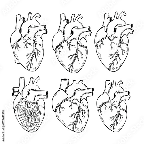 Anatomical heart illustrations showing different angles and internal structure. Vector hand-drawn doodle illustration