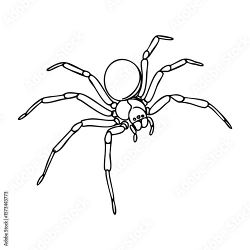 Detailed line drawing of a spider with eight legs and clearly defined body features. Vector hand-drawn doodle illustration