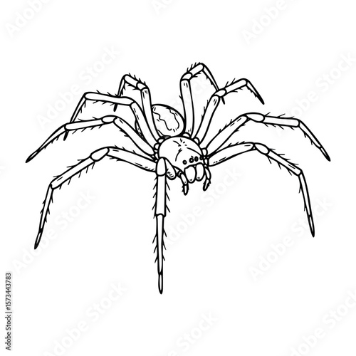 Detailed drawing of a spider with long legs and distinctive features. Vector hand-drawn doodle illustration