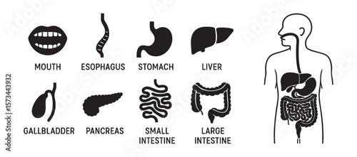 Set of human digestive system organ icons isolated on white background black silhouette illustration. Concept of gastrointestinal tract, medical anatomy, internal organs structure, clip art collection