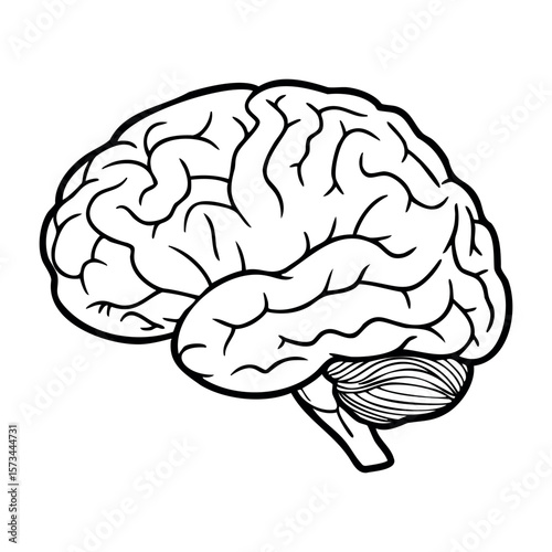 Black and white brain illustration with detailed anatomy. Vector hand-drawn doodle illustration