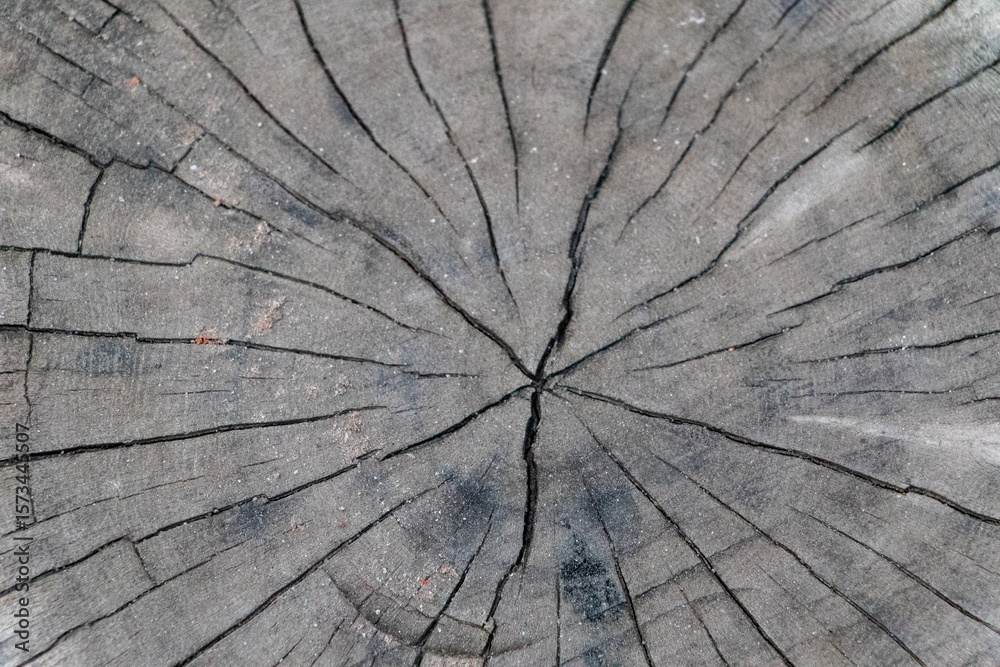 Fototapeta premium Aged Tree Trunk Cross-Section: Detailed Natural Wood Background