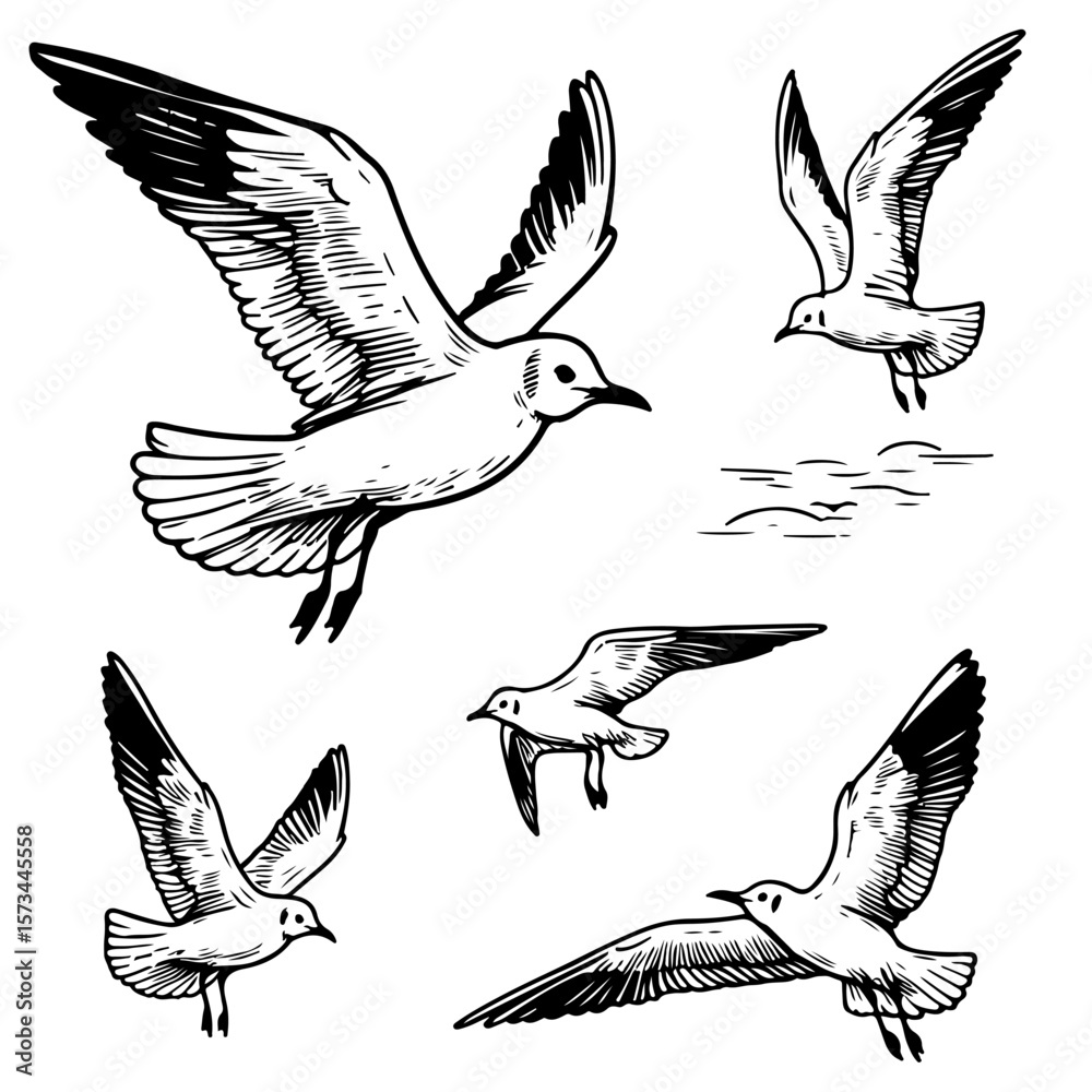 Obraz premium Set of Seagulls, lines, different angles. Sea. The illustration has a simple and concise design. hand-drawn. on a white background. Vector