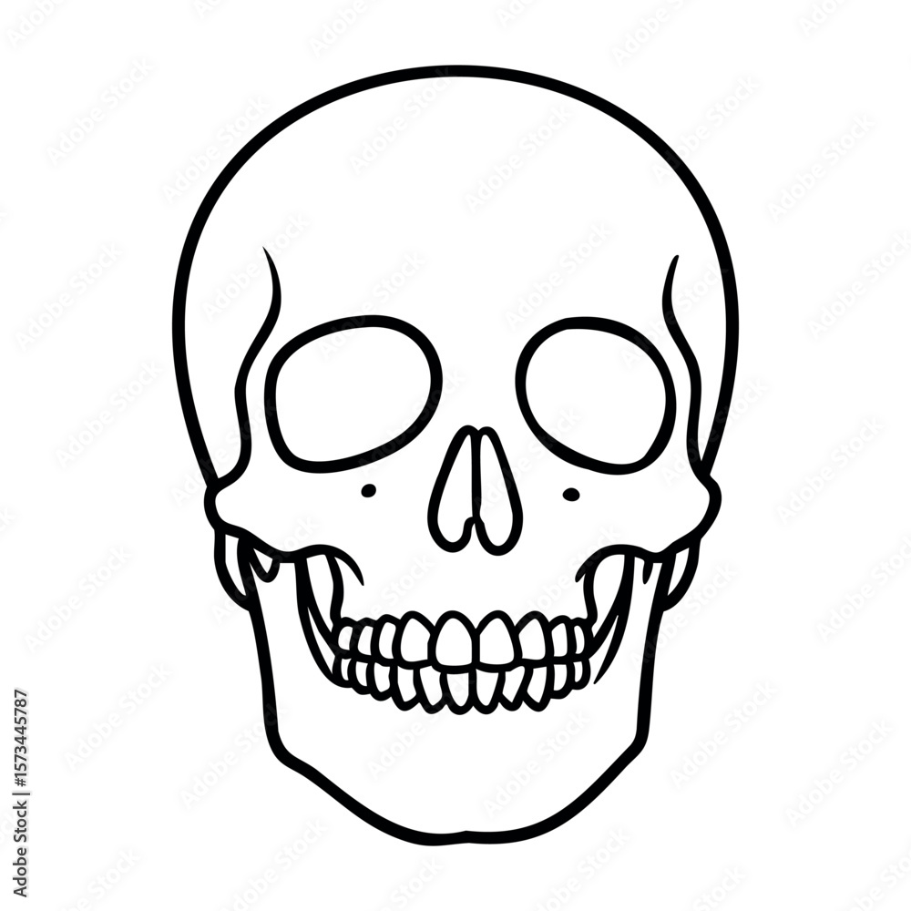 Obraz premium Detailed line art of a human skull with dental features. Vector hand-drawn doodle illustration