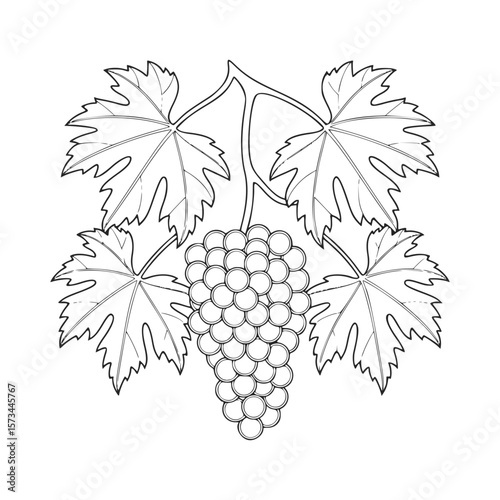 Black and white drawing of grape cluster and leaves