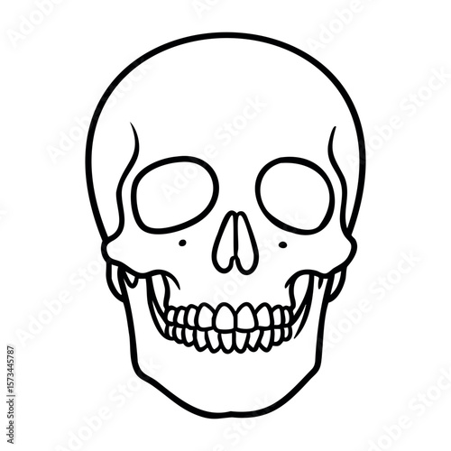 Detailed line art of a human skull with dental features. Vector hand-drawn doodle illustration