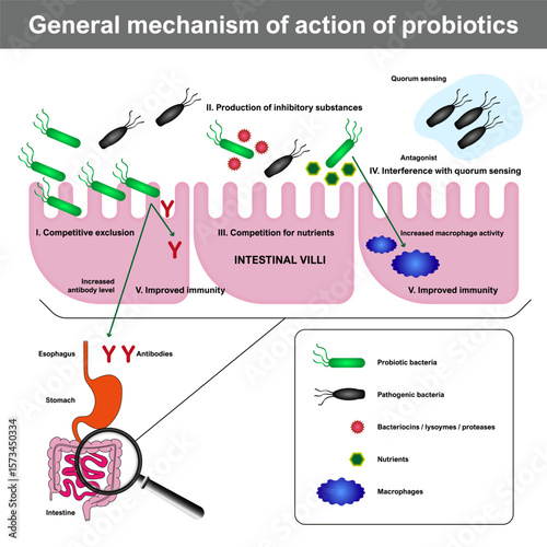 Fotografi General mechanism of probiotic action, including competitive exclusion, inhibition of pathogens, nutrient competition, quorum sensing interference, and immunity enhancement