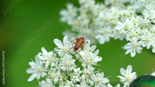 An orange beetle rests on white flowers, collecting pollen. This video captures the intricate relationship between insects and flora, highlighting the essential role of pollinators in nature