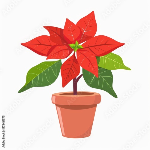 Vibrant red poinsettia in terracotta pot isolated on white background