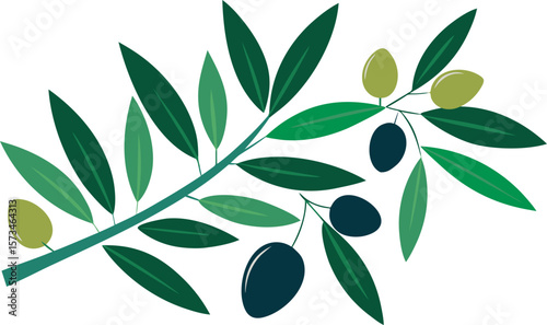 Stylized Olive Branch with Green and Black Olives:  Mediterranean Design Element for Peace, Health, and Abundance. on a white