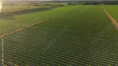 aereal view of a tomato farm in sunrise