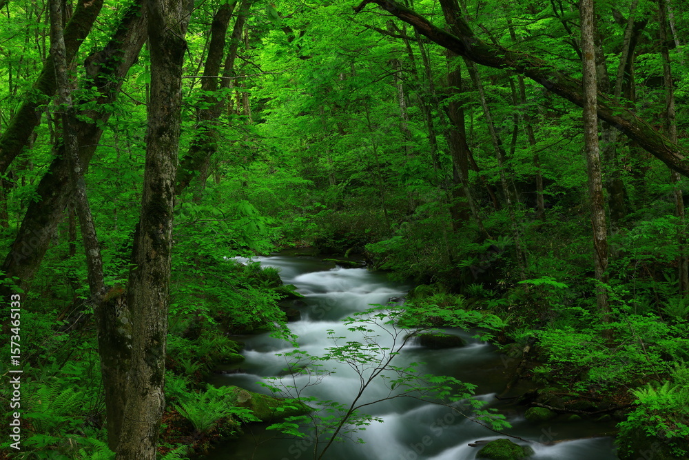 Obraz premium 新緑の奥入瀬渓流