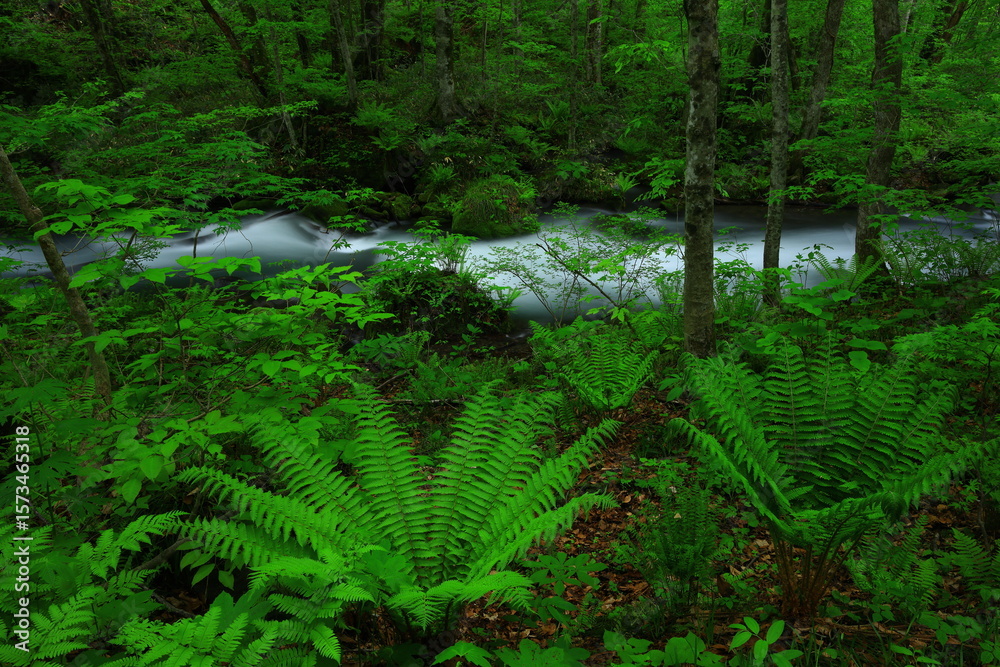 Fototapeta premium 新緑の奥入瀬渓流