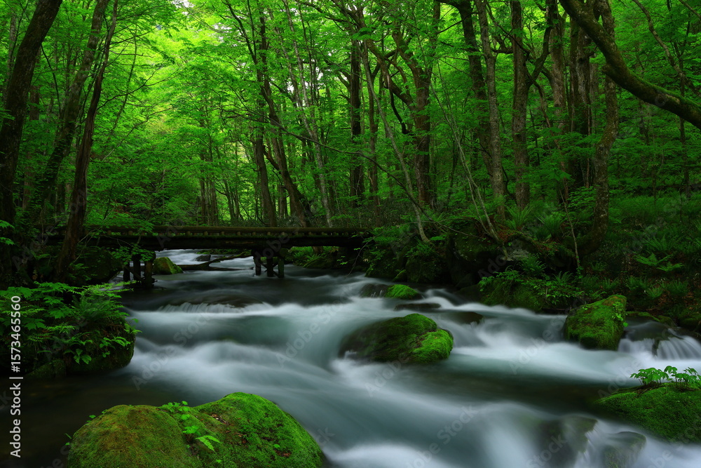 Obraz premium 新緑の奥入瀬渓流