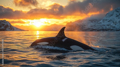 Orca whale sunset swim, Arctic ocean, Norway fjord