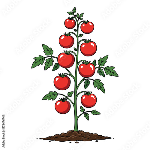 Vibrant tomato plant with ripe red tomatoes and green leaves – stock vector in colorful flat style