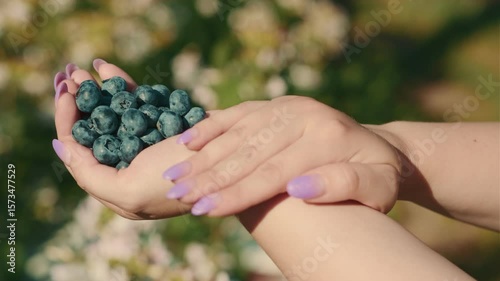 A pair of hands featuring beautifully manicured purple nails cradle a generous handful of ripe blueberries amidst a lush garden backdrop under bright sunlight