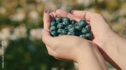 Hands gently cradle a pile of ripe blueberries capturing the essence of the harvest season in a vibrant outdoor setting filled with blooming flowers and warm sunlight