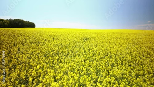 Canola and wheat field farm flyover