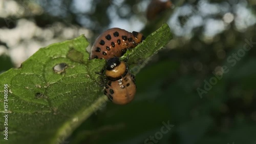 Discovering the Colorado Potato Beetle Larvae Feeding on Leaves in a Garden Setting