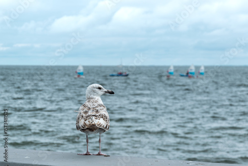 Seagull on the pier in front of the sea and sailing boats