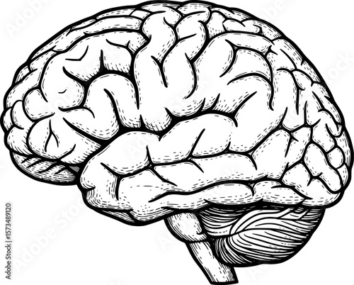 Human brain side view, vintage anatomical sketch with hand-drawn style