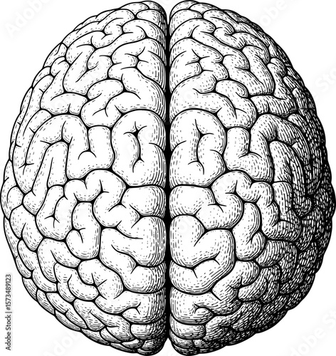 3D human brain from top angle, anatomical art with hand-drawn style