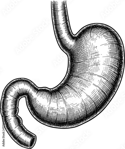 3D human stomach with folds and curves, anatomical art with hand-drawn style