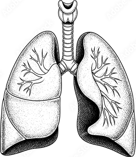 3D human lungs, anatomical frontal view with hand-drawn style