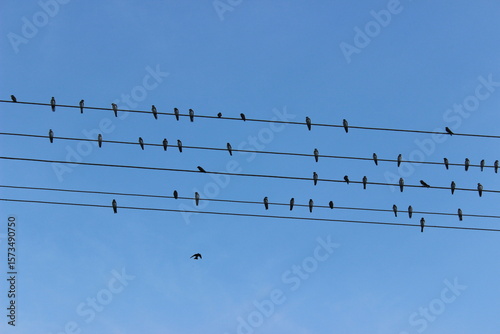 Birds perched on power lines against a clear blue sky during late afternoon