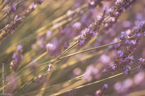 Lavender fields shimmer under the golden light of sunset, creating a mesmerizing dance of colors and scents in nature's embrace