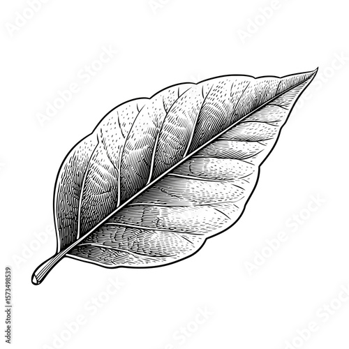 Botanical engraving of a bay leaf with detailed veins and texture  