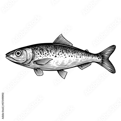 Mackerel fish illustration in black and white ink engraving style  