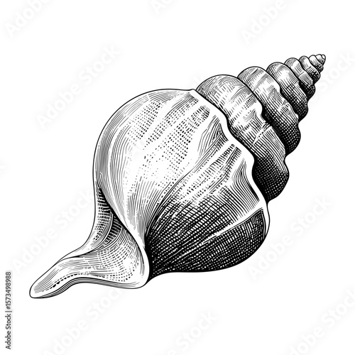 Detailed engraving of spiral sea shell in monochrome design  