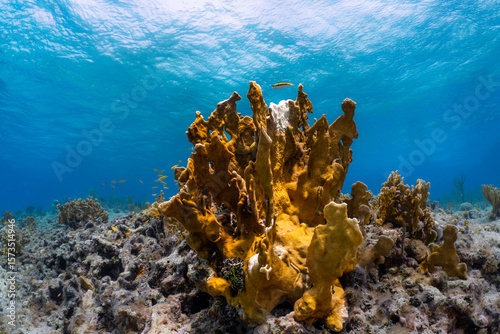 Fototapeta Naklejka Na Ścianę i Meble -  Coral reef in Bahamas 