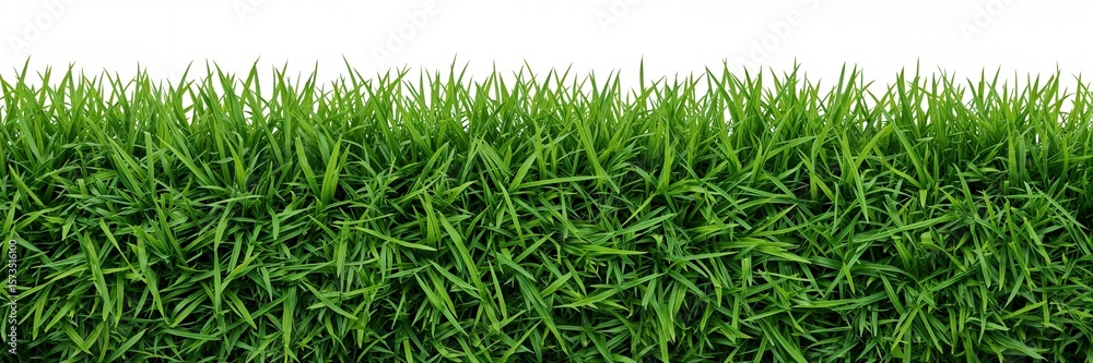 Fototapeta premium Vibrant green grass on white background