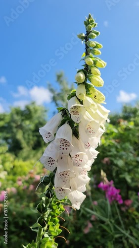 Bumblebee approaching and landing on a white Digitalis flower with a clear blue sky in the background.
