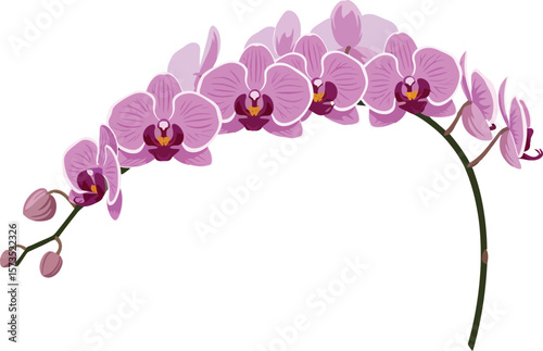 Pink orchid flower branch with green stem vector illustration in delicate natural design 