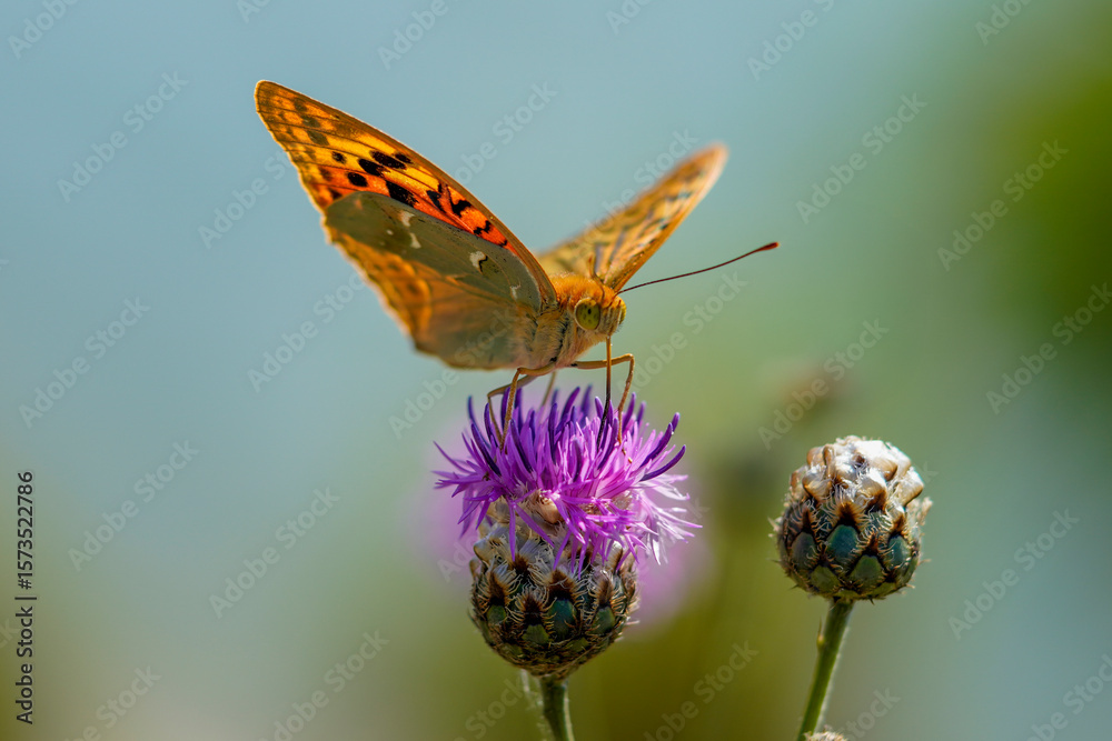 Obraz premium butterfly on flower