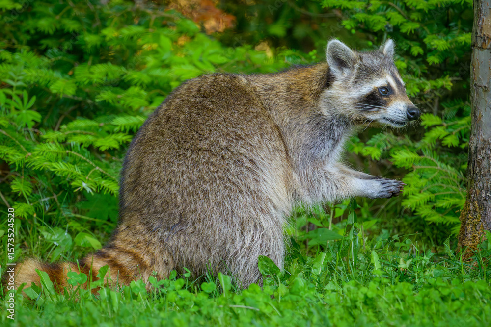 Naklejka premium Common Raccoon resting on hind legs