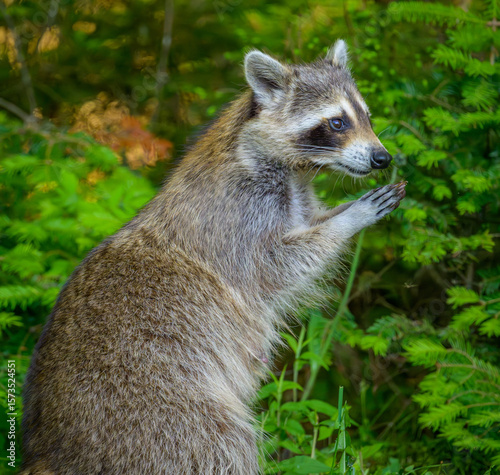 Common Raccoon resting on hind legs with front paws pressed together