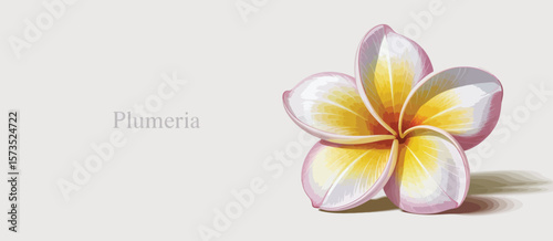 Beautiful and Detailed Plumeria Flower Graphic Design