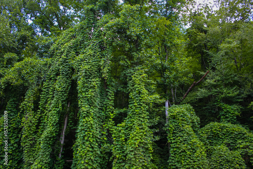 Tableau sur toile a lush, green hillside entirely engulfed by dense, fast-growing kudzu vines