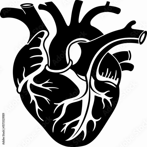 Anatomical heart illustration black and white vector drawing medical diagram cardiovascular system for education