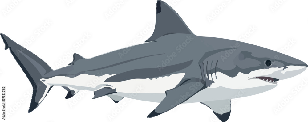 Obraz premium Shark in swimming pose – full body side view vector on white background, 2D vector illustration