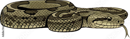 Snake in coiled position – full body side view vector on white background, 2D vector illustration